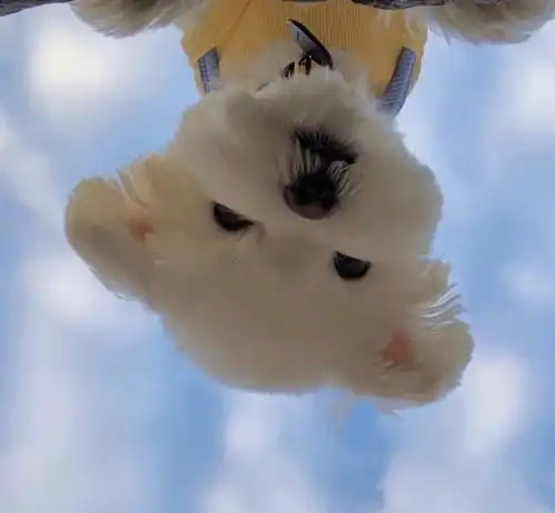 治愈系可爱动物头像
