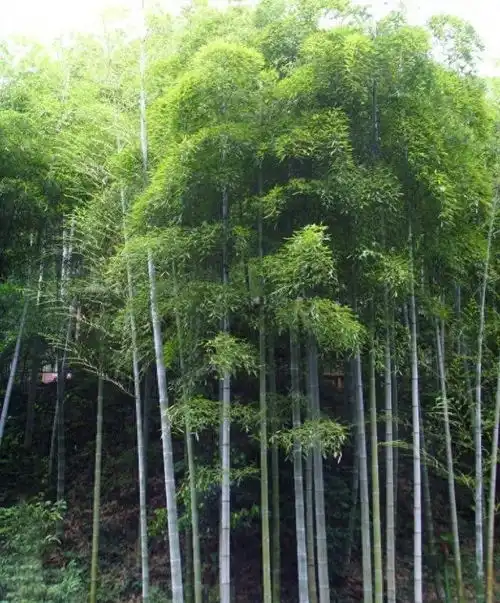 还有多少人不知道竹子香蕉树,其实是草
