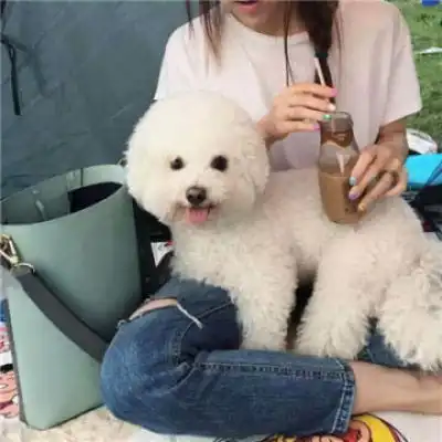 呆萌比熊犬头像宠物比熊图片大全可爱
