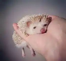 治愈系小刺猬,每看一张心情就好一次欸
