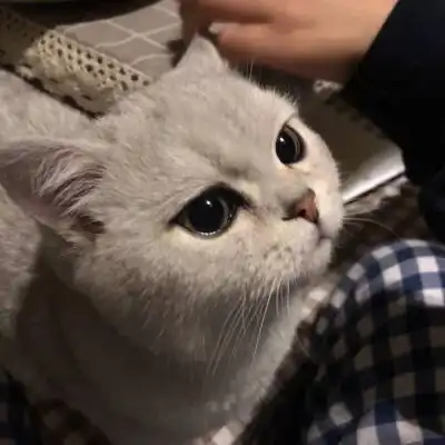 搞笑gif,这可真的是公鸡中的战斗机啊
