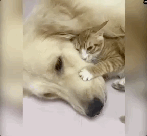 太有爱了当大金毛遇上小橘猫,开始上演猫系女友养成记
