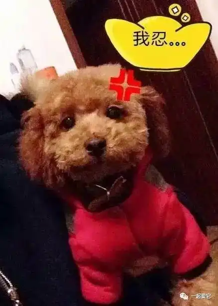 宠趣王源小花心,喜欢狗又喜欢猫,还喜欢谁
