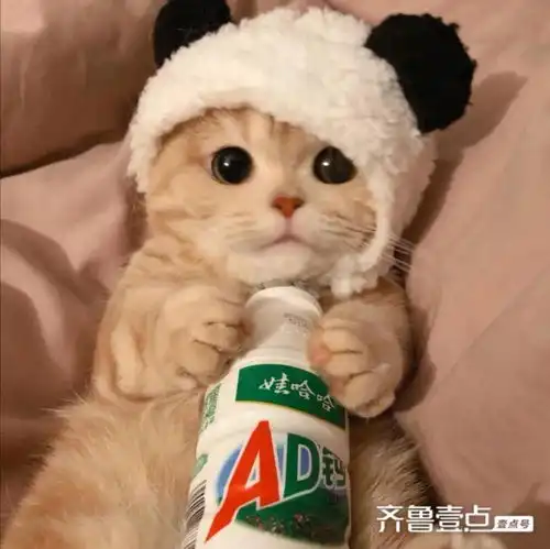 辛云霞猫事
