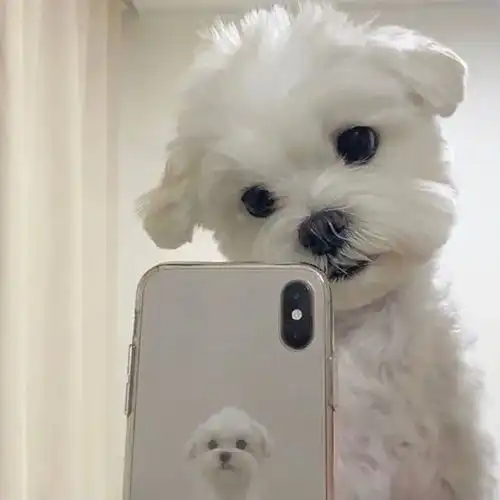 猫狗自拍头像像极了自拍时候的你
