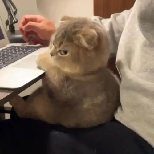 猫咪头像气乎乎
