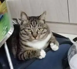 明明是一只狸花猫,却长得橘里橘气的,主人上辈子肯定是橘猫
