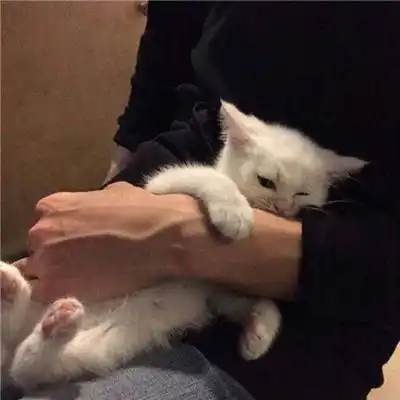 抱猫姿势大全,你抱的方式对了吗

