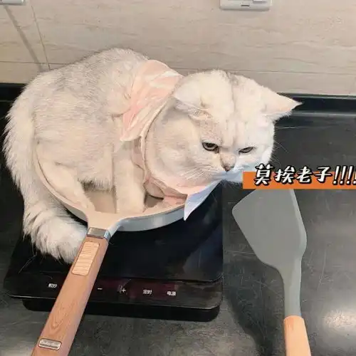 萌宠头像丨我和我的猫都很想你
