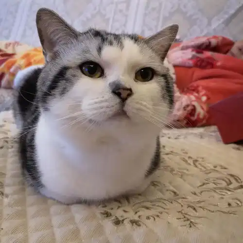 猫系女友真的绝了
