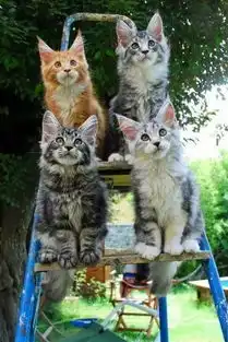 可爱的小猫咪
