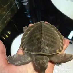 买猪龟,鼻龟,黄头龟,忍者神龟,送巴西龟,大同花鸟鱼虫大同列表网

