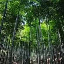 首页安吉丽娜竹制品公司主营楠竹电脑桌
