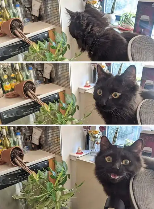 男友的那啥,被猫抓了......
