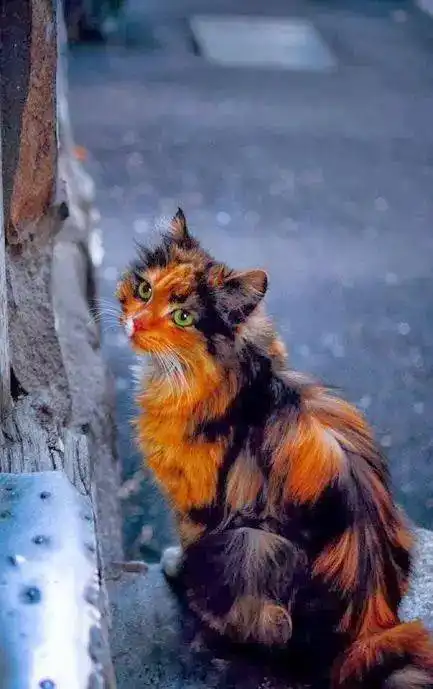 治愈系美猫
