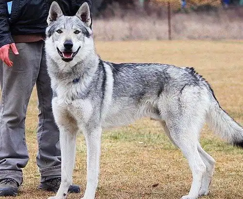 狼犬
