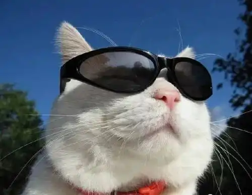 日本网红猫咪去世,网友我的头像还是离开了我
