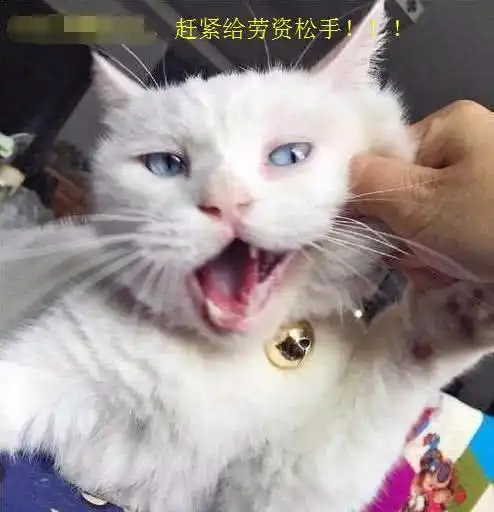 小伙到女友家做客,摸了一把宠物猫咪的小脸,手伤了对象也吹了
