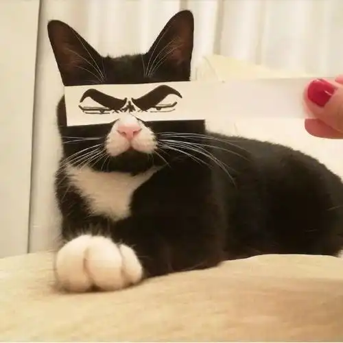 24小时向铲屎官示爱,这只奶牛猫太治愈了
