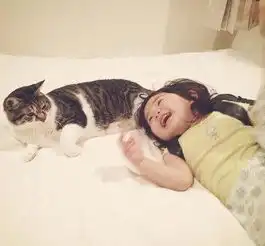 在猫咪眼里,宠主的7大身份,最后一种扎心了
