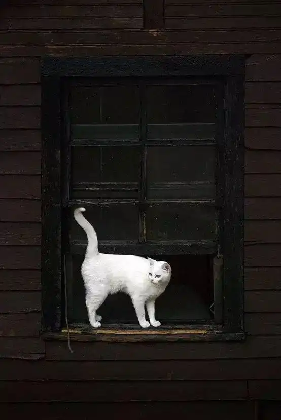治愈系美猫
