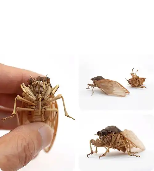 这些昆虫竟然都是他用竹子做的,服
