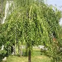 苗木种子灌木乔木水生植物地被植物苗木种子江苏沭阳县春叶绿化苗木场产品供应第11页
