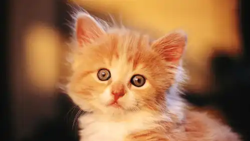 看着外表高冷的猫咪,它们内心缺乏安全感,会时刻想要粘着主人
