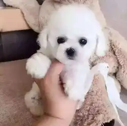 韩国引进大眼睛甜美脸型比熊幼犬保纯种健康
