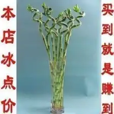水培植物水培弯竹富贵竹转运开运吉祥净化空气观叶植物
