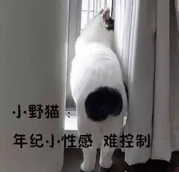 继犬系男孩之后,您的猫系女孩已上线...
