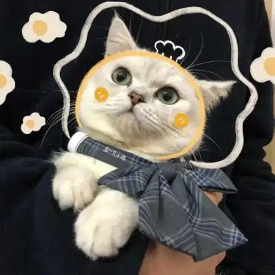可爱猫咪情侣头像泡面加蛋烦情侣头像我要个性网

