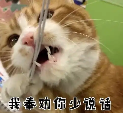 千万别对养猫的朋友说这10句话
