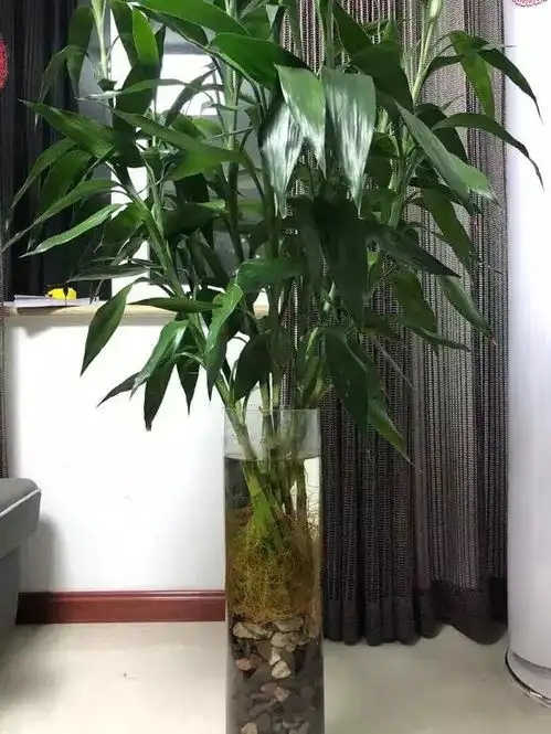 9种吉利花,优雅又大气,转运又富贵,养在客厅太旺家
