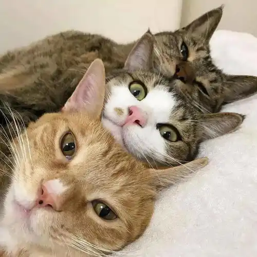 日本三只猫的床照火了好想躺中间
