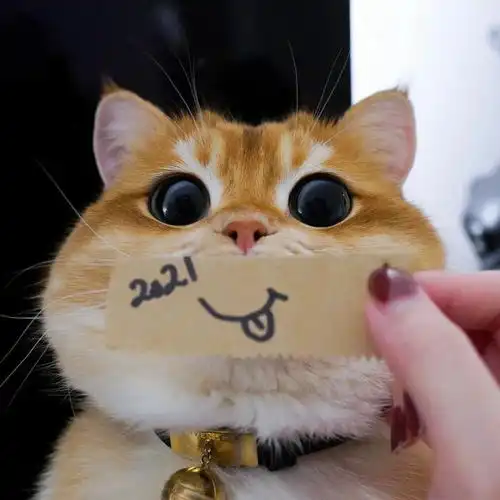 头像小猫头像可爱搞怪
