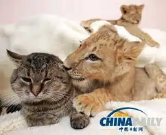 治愈系组图可爱动物们的跨物种感情
