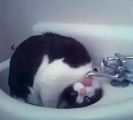 猫事猫为什么喜欢到处喝生水
