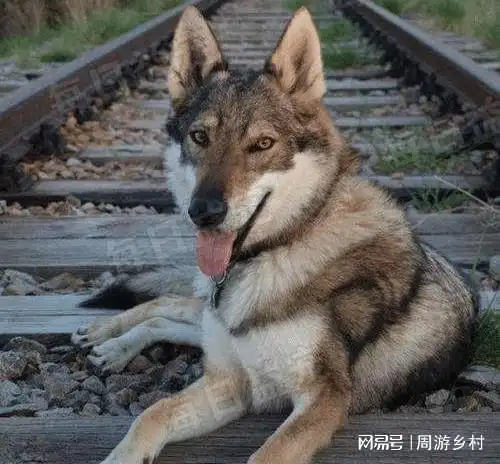 狗狗被当垃圾扔出车外,摔成重伤险些遭碾压,从此留下阴影
