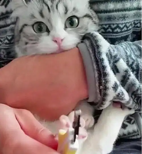 男友第一次来我家,猫咪乖巧让剪指甲,女子怎么觉得我成第三者
