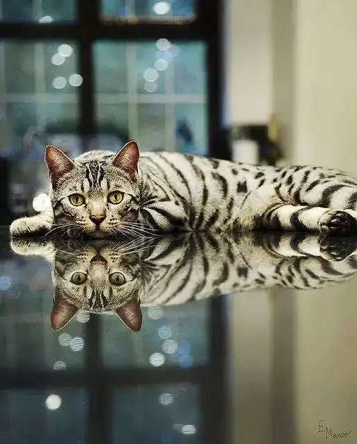 治愈系美猫
