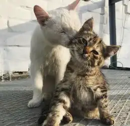 单身狗必看的治愈系猫图
