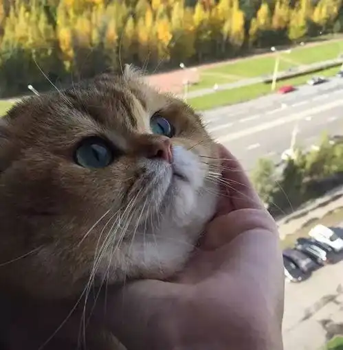 拥有盛世美颜的佛系猫,让人只想撸撸撸撸撸
