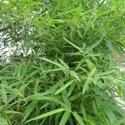是什么植物
