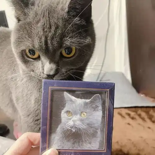 一颗小草你是哪种猫系女孩
