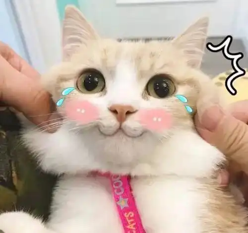 被猫气哭的铲屎官,你信不信我马上把你炖了
