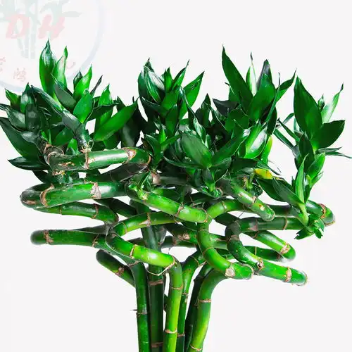 水培转运竹富贵竹植物弯竹水养室内绿植花卉吸甲醛花瓶植物盆栽
