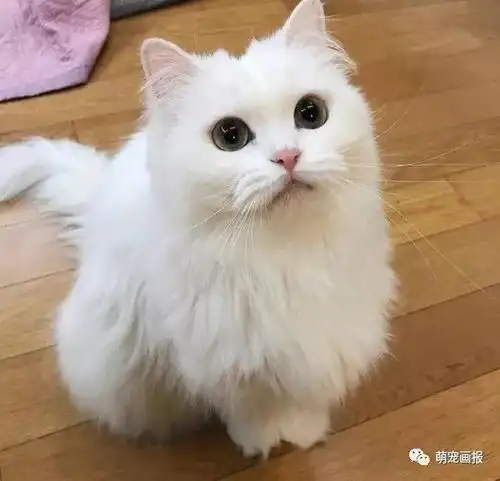 一枚长相标致的白猫,有点淑女的赶脚
