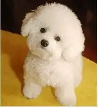 漂亮纽扣眼比熊犬无泪痕无体臭保健康
