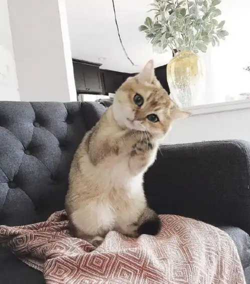 猫咪疯狂求摸不为所动两脚兽,你的心是石头做的吗
